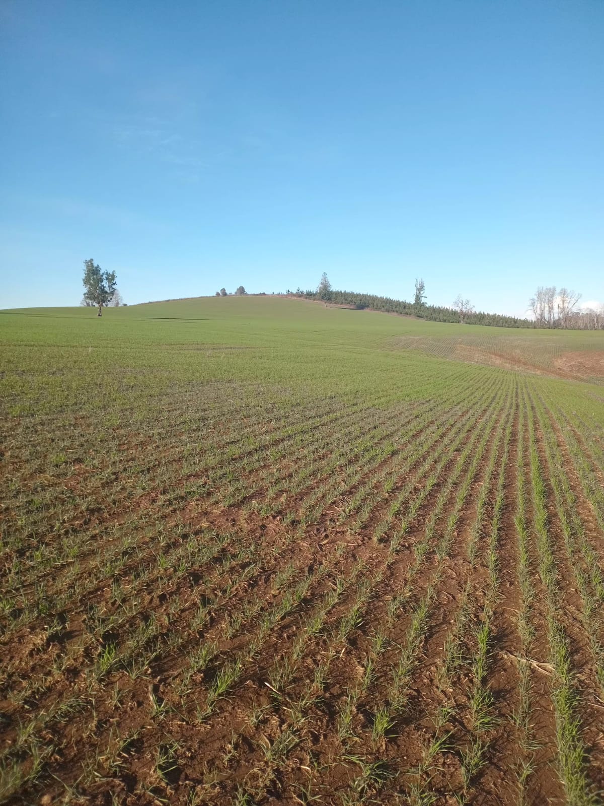 Campo agrícola